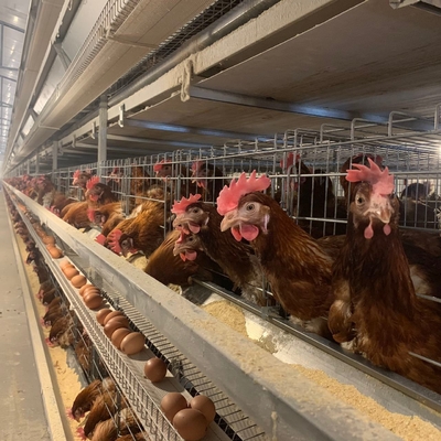 Large Metal Hen Layer House Battery Cage Run Cheap Chicken Coop for Poultry