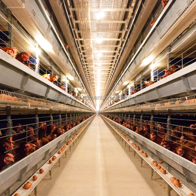 Automatic Dubai Poultry Farm Egg Chicken Cage H Type Layer Cages for 20000 Chickens in Saudi Arabia