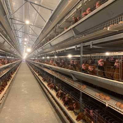 Automatic Dubai Poultry Farm Egg Chicken Cage H Type Layer Cages for 20000 Chickens in Saudi Arabia