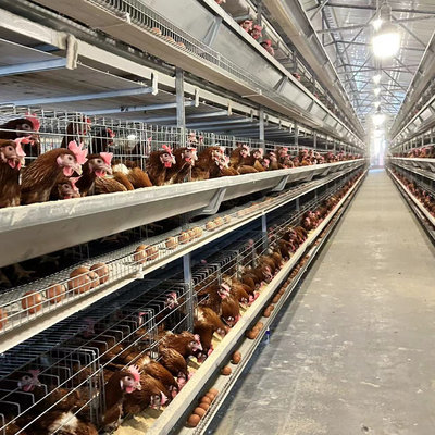 H Type Automatic Layer Egg Chicken Coop Cages System Poultry Battery Cage