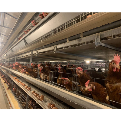 Semi-Automatic Poultry Equipment Chicken Farm Cage Battery Cage System for 10000 Chicken Layers