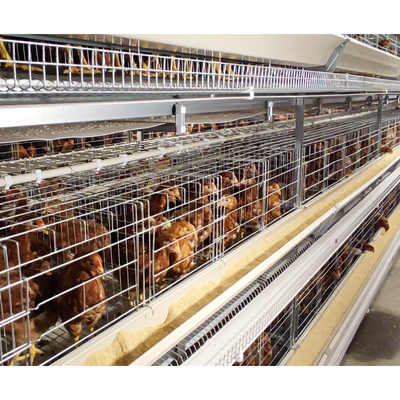 Semi-Automatic Poultry Equipment Chicken Farm Cage Battery Cage System for 10000 Chicken Layers