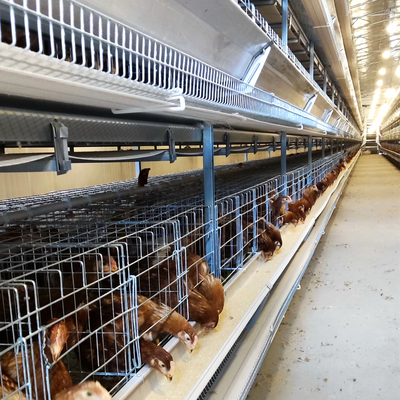 10000 Layers Chickens Automatic Poultry Farm Bird Cage for Sale