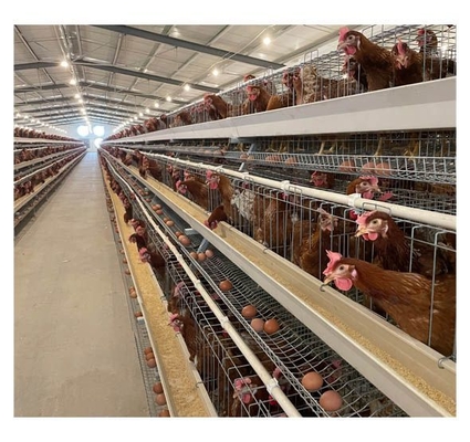 Poultry Farming Equipment Poultry Cage Guangzhou Chicken Cages Egg Layer