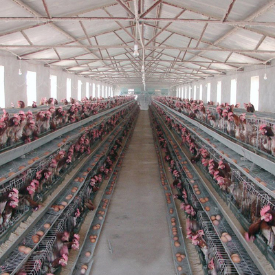 Poultry Farming Equipment Poultry Cage Guangzhou Chicken Cages Egg Layer