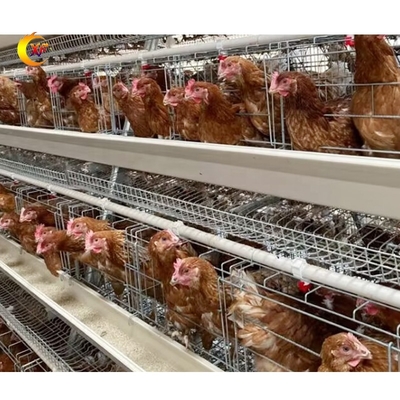 Poultry Farming Equipment Poultry Cage Guangzhou Chicken Cages Egg Layer