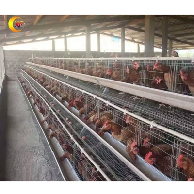 XF Manufacturer a Poultry Chicken Coops for Layer Chickens for 10000 Chicken