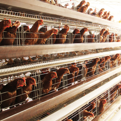 Poultry Equipment Chicken Farming a Type 10000 Layer Chickens Farm Bird Layer Chicken Cage for Sale