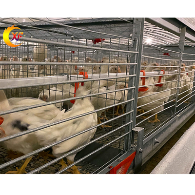 Supplier Direct Sale Pullet Breeding Layer Egg Chicken Cage Brooder Cage for Baby Laying Hen Chicken