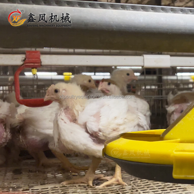 Cameroon Pullet Cage H Type Poultry Chicken Cages for 1 Day Old Chicks