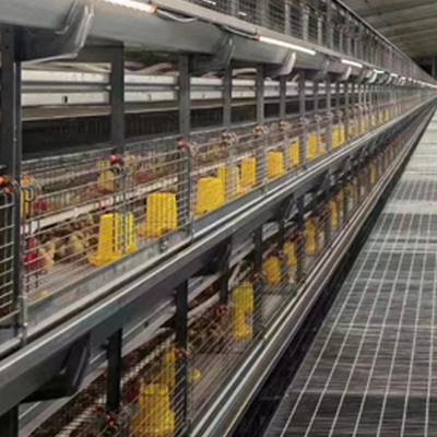 Poultry Farm Chick Brooding Cages Battery Small Egg Chicken Cage Design in Senegal